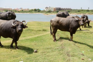 cows on the shore of Kilkattallai Lake